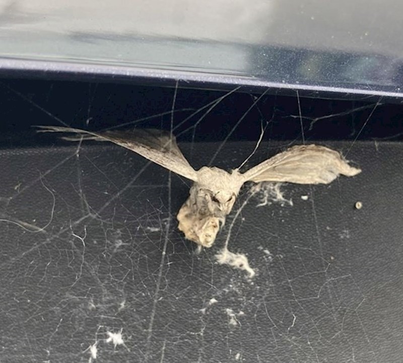 3. Moljac izgleda poput sove