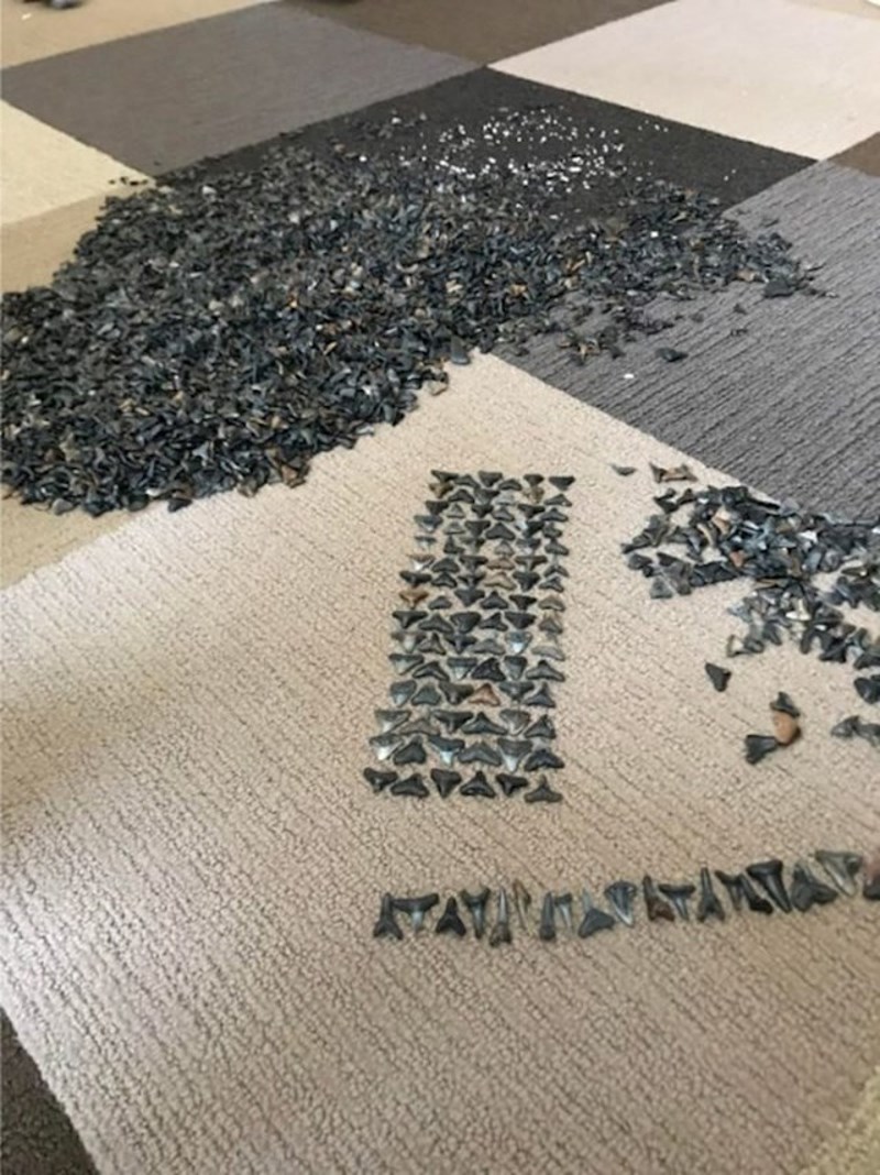 1. Netko je pokazao svoju kolekciju zubi morskih pasa koje je skupio na plažama.