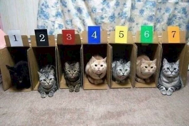 8. Pokušaj organizacije utrke mačaka. Nisu bile zainteresirane za sudjelovanje.