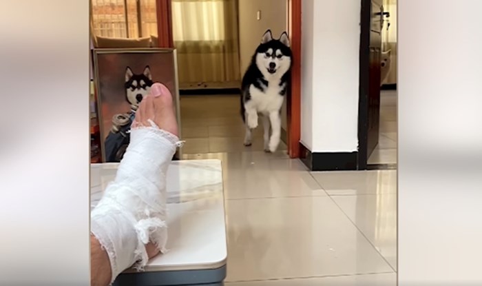 Vlasnik je ozlijedio nogu, reakcija njegovih pasa apsolutno je nešto najbolje što ćete danas vidjeti