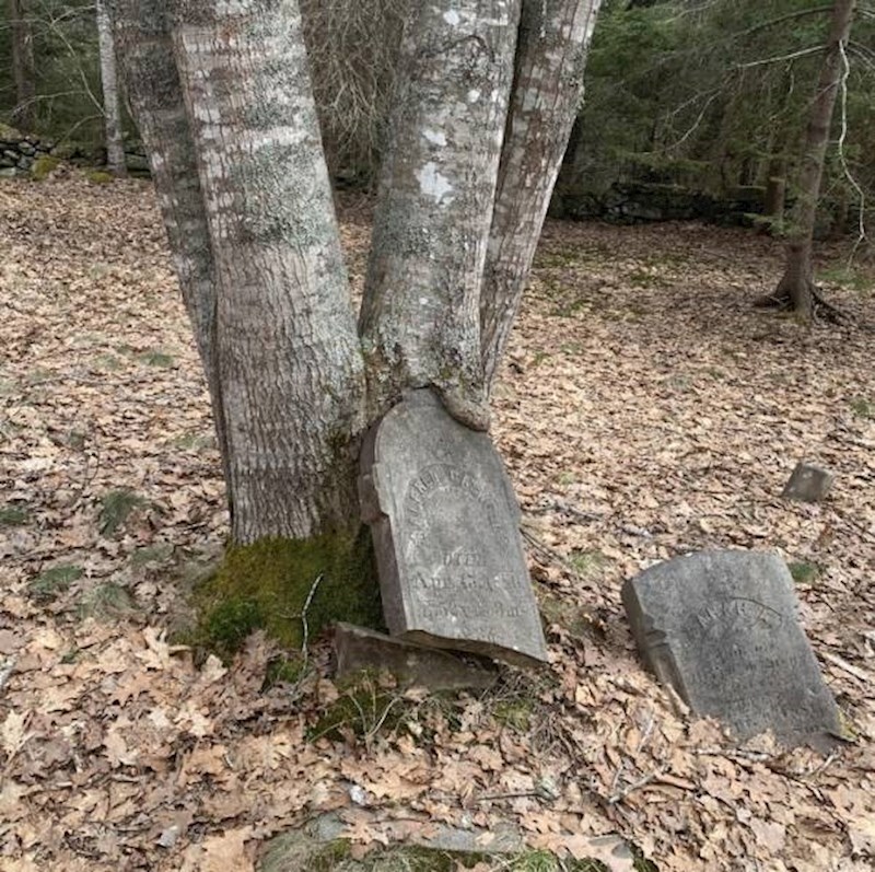 8. Stablo je odlučilo pojesti nadgrobnu ploču