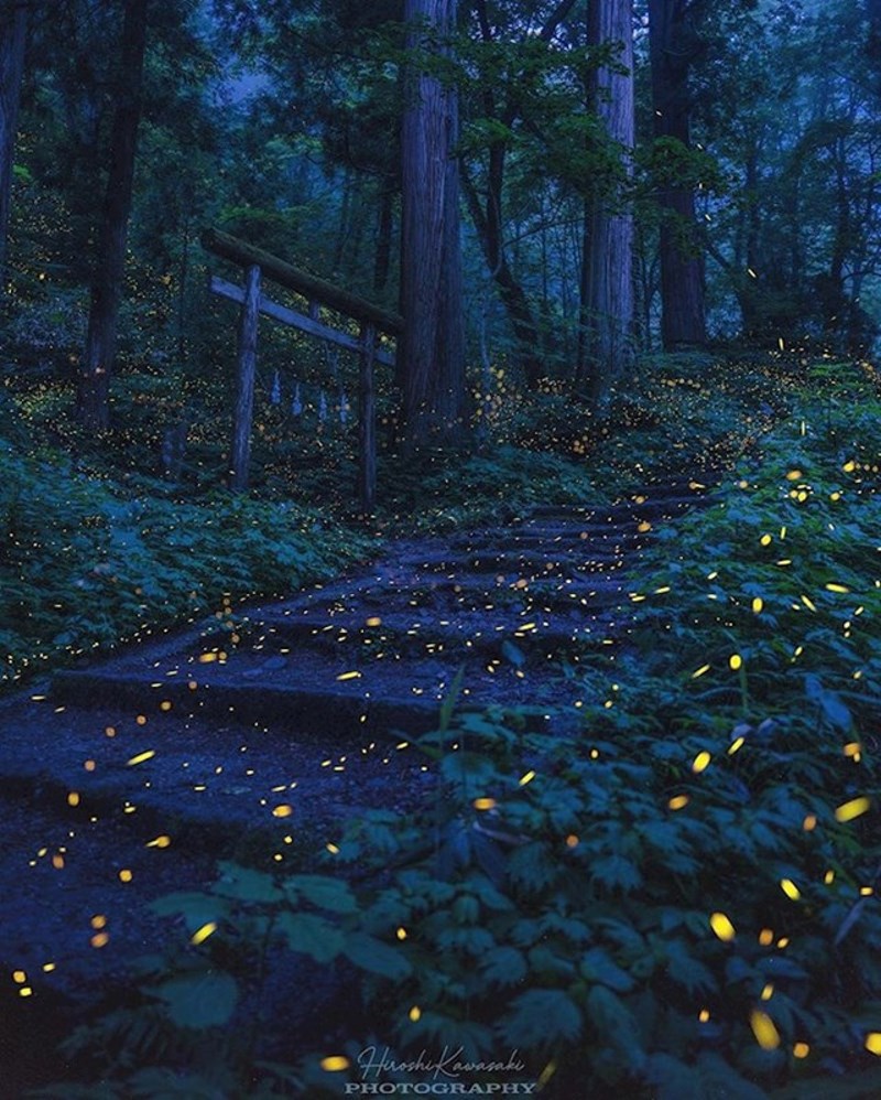 Krijesnice u šumi blizu japanskog grada Nagana