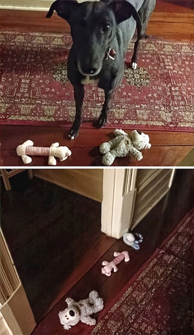 14. Bila sam tužna i zatvorila se u sobu da se isplačem. Moj pas donio je sve svoje igračke pred vrata...