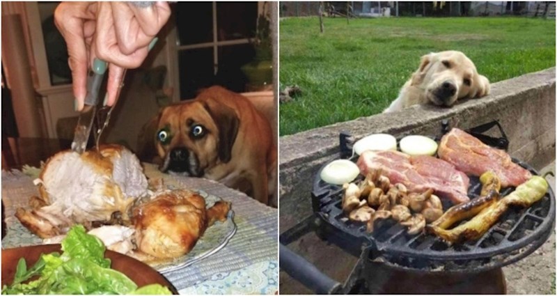 20+ presmiješnih fotki pasa koji izgube kontrolu čim ugledaju hranu