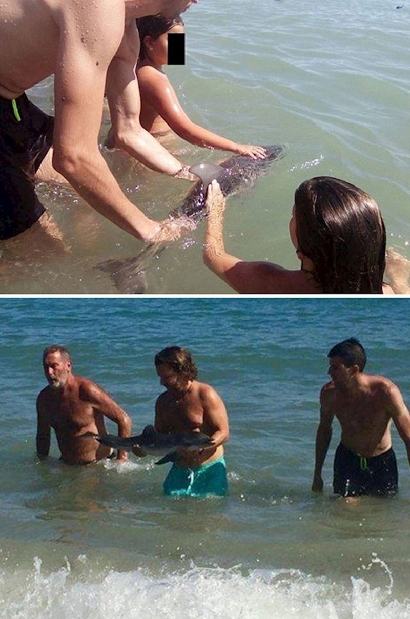 Mladunac dupina uginuo je jer su ga turisti na jednoj španjolskoj plaži "natezali" kako bi se slikali s njim.