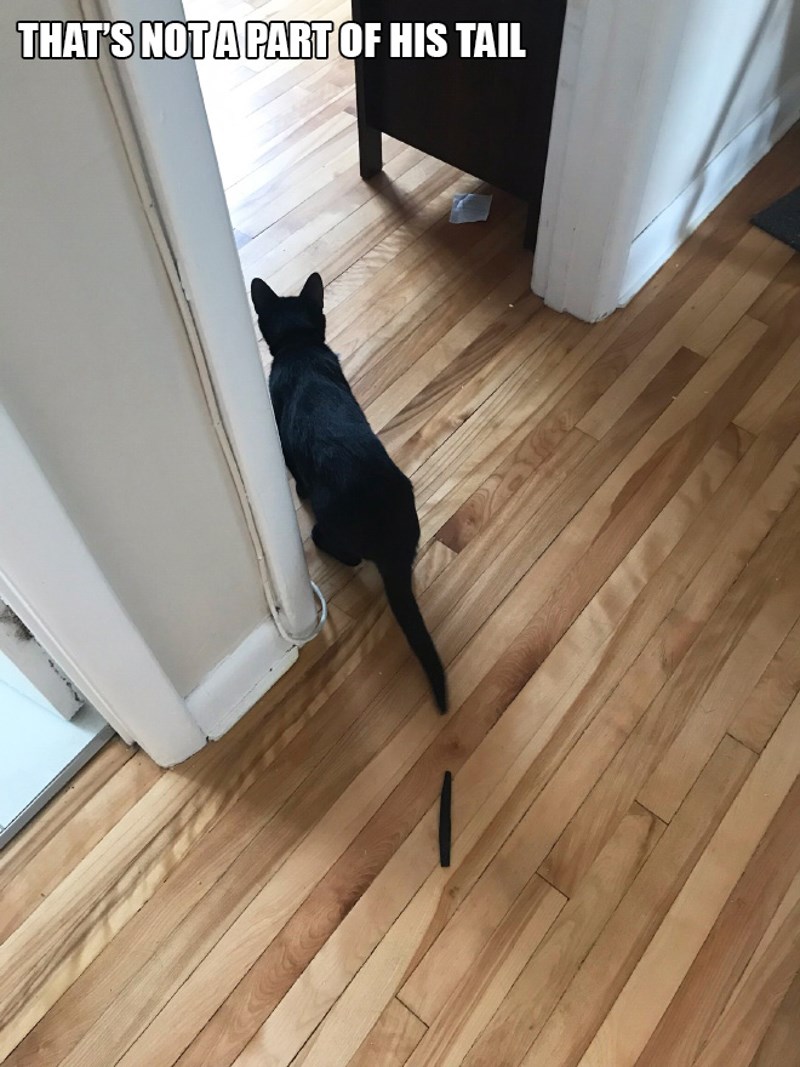 9. Bez brige, ovo nije djelić njegova repa