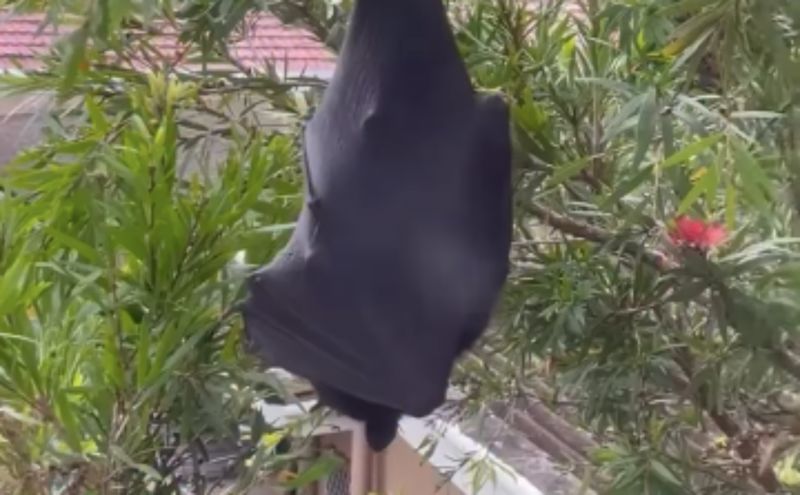 6 milijuna pregleda: Snimka golemog šišmiša iz Australije ujedno je zastrašujuća i urnebesna