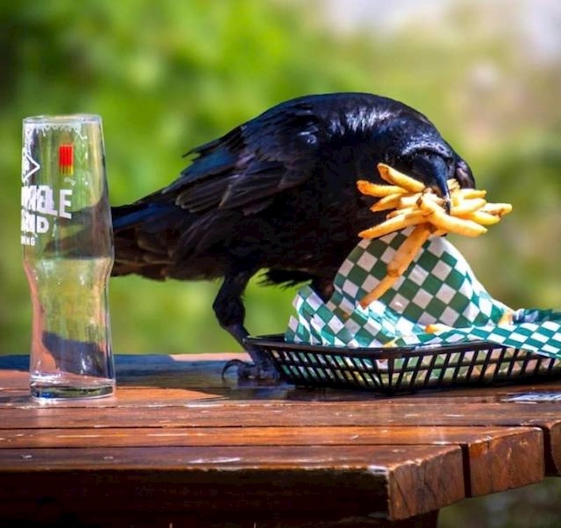 6. Okrenuo se na sekundu i izgubio obrok