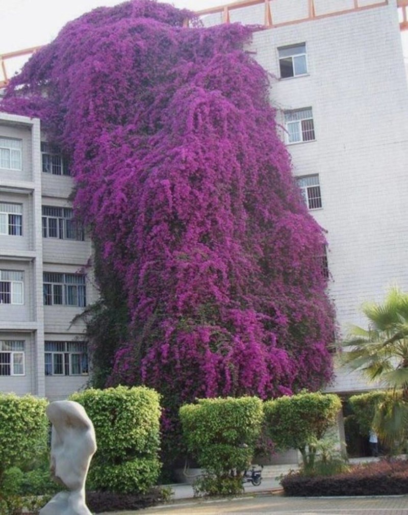 17. Priroda je osvojila zgradu