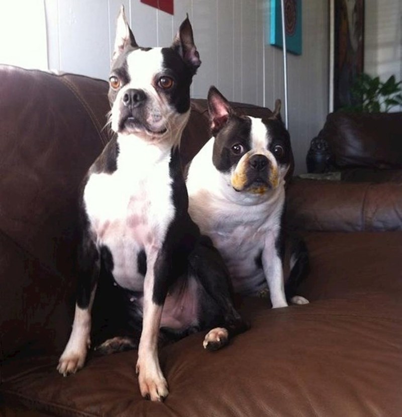 3. Hmmm, pitam se tko je pojeo Smoki