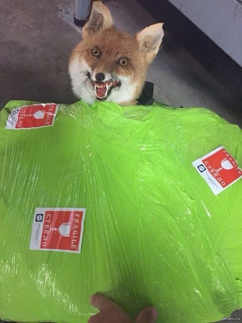 23. Dosta bizaran komad prtljage.😬