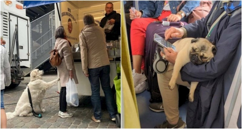 20+ ljudi slučajno su susreli simpatične pse koji su im odmah popravili dan, i vama će