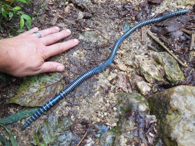 13. Golemi plavi crv kojeg sam susreo u Vijetnamu.