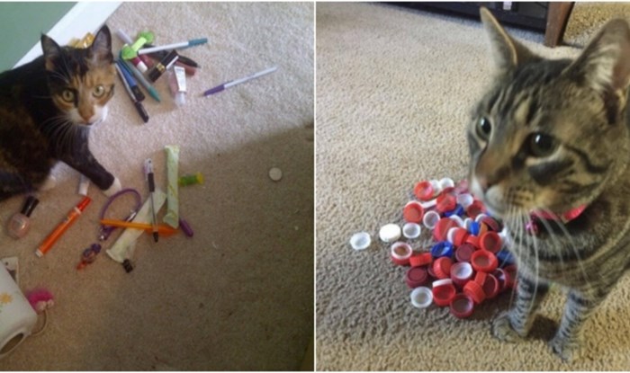 20+ smiješnih fotki mačaka koje obožavaju gomilati razne predmete