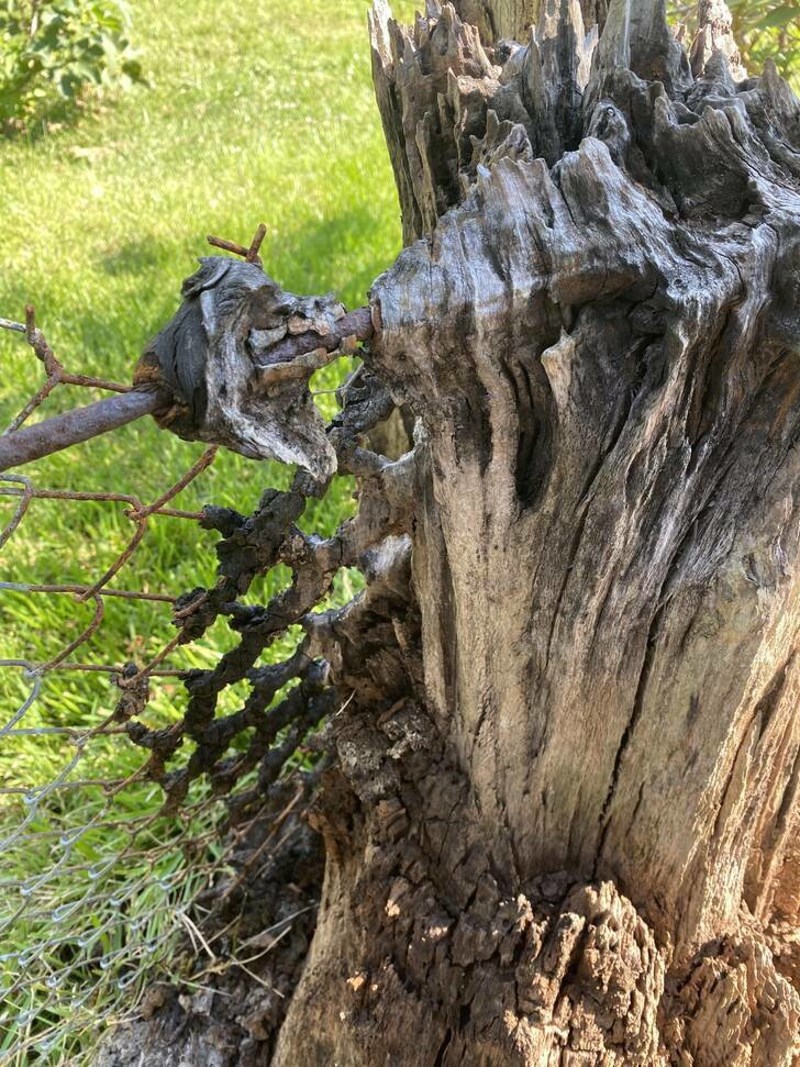 8. Drvo je uraslo u ogradu pa istrulilo