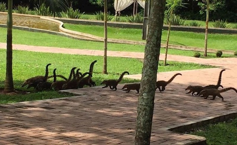 14. Maleni dinosaurići u bijegu?