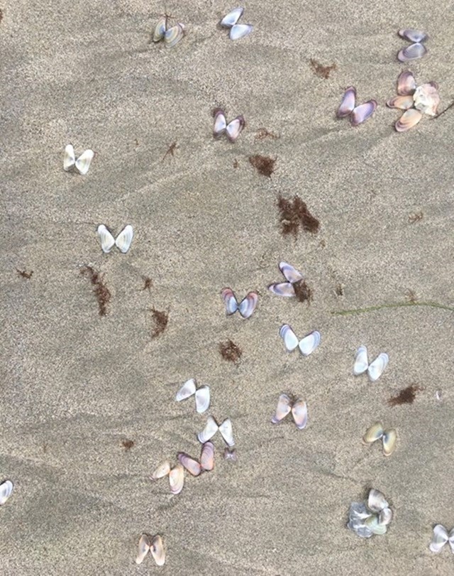 10. Školjkice na plaži izgledaju kao leptiri