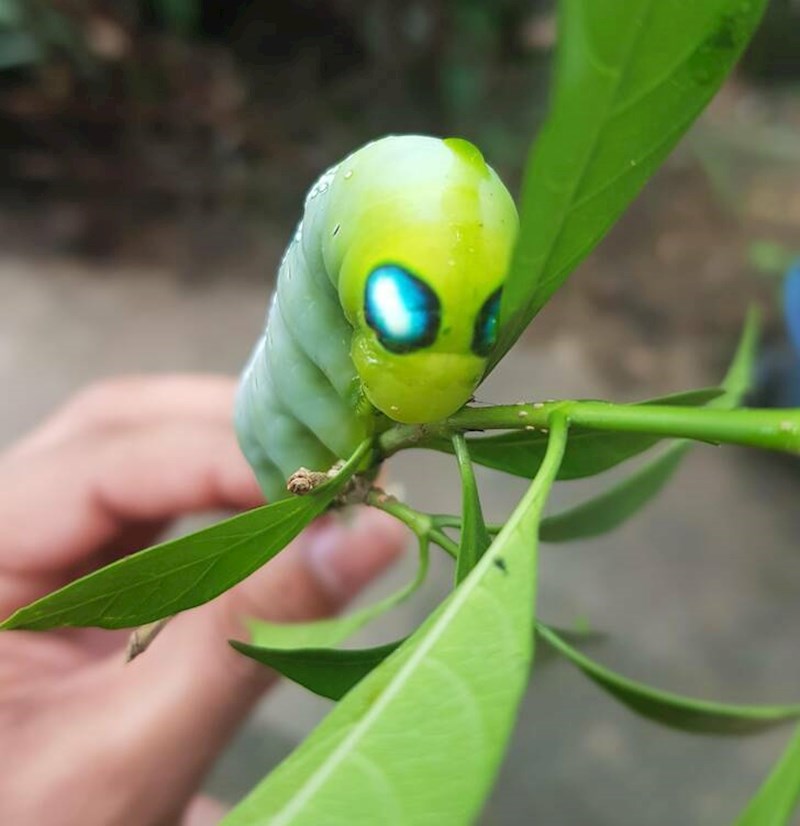 1. Gusjenica koju sam vidio u vrtu izgleda kao izvanzemaljac