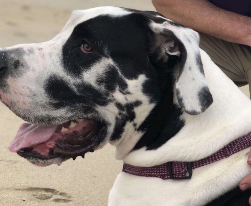 7. Naš pas na uhu ima sliku sebe