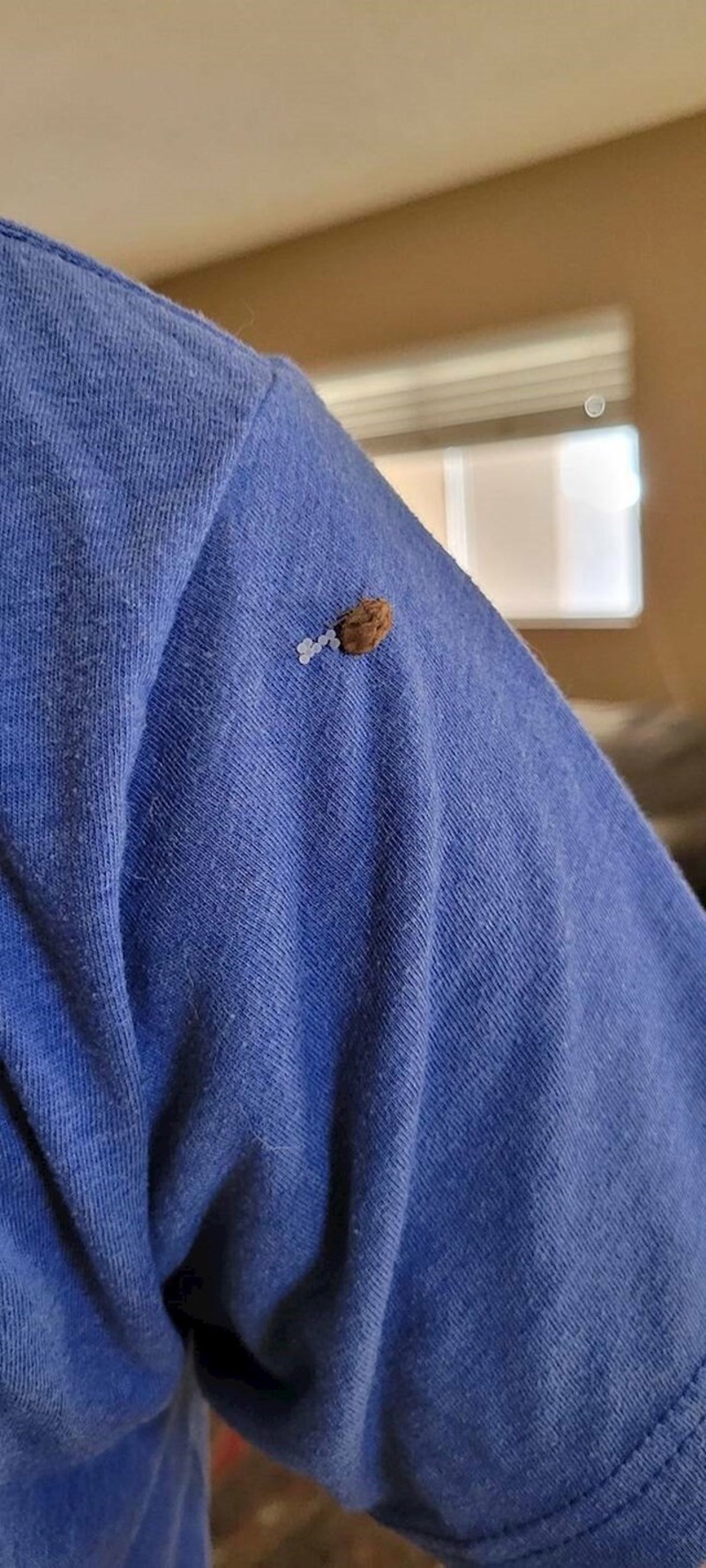 17. Buba je sletjela na mene i snijela jaja