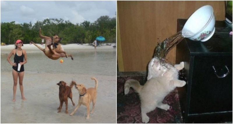 20+ smiješnih i simpatičnih fotki životinja koje će vam odmah popraviti dan