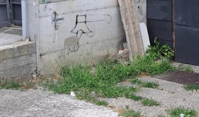 Natpis u jednom zagrebačkom dvorištu nasmijao je mnoge, fotka je odmah postala hit