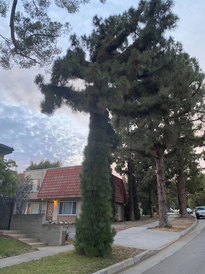 9. Potpuno "dlakavo" drvo