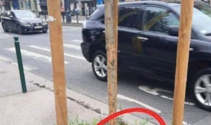 Netko je nasred ulice negdje na Balkanu posadio ilegalnu biljku, fotka je odmah postala hit