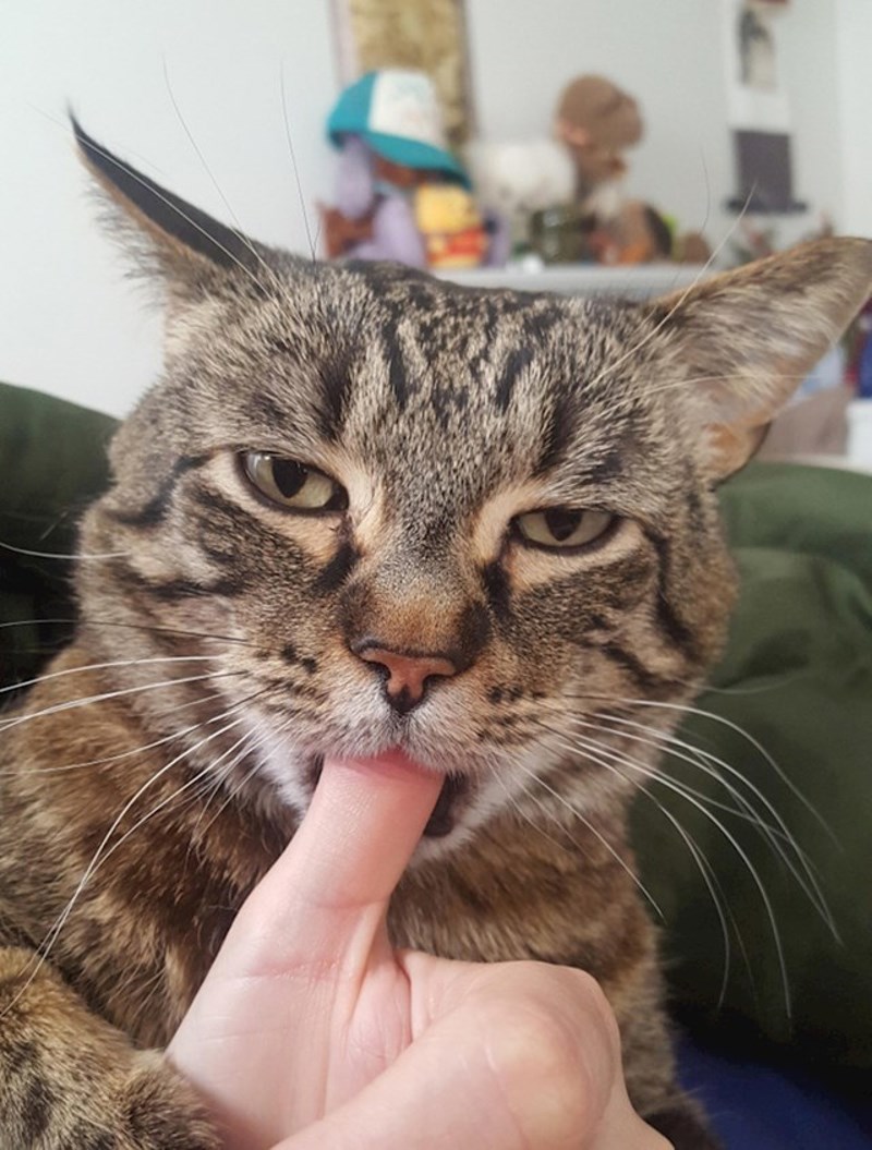 14. "Moj 15-godišnji mačak obožava cuclati ljudske prste..."