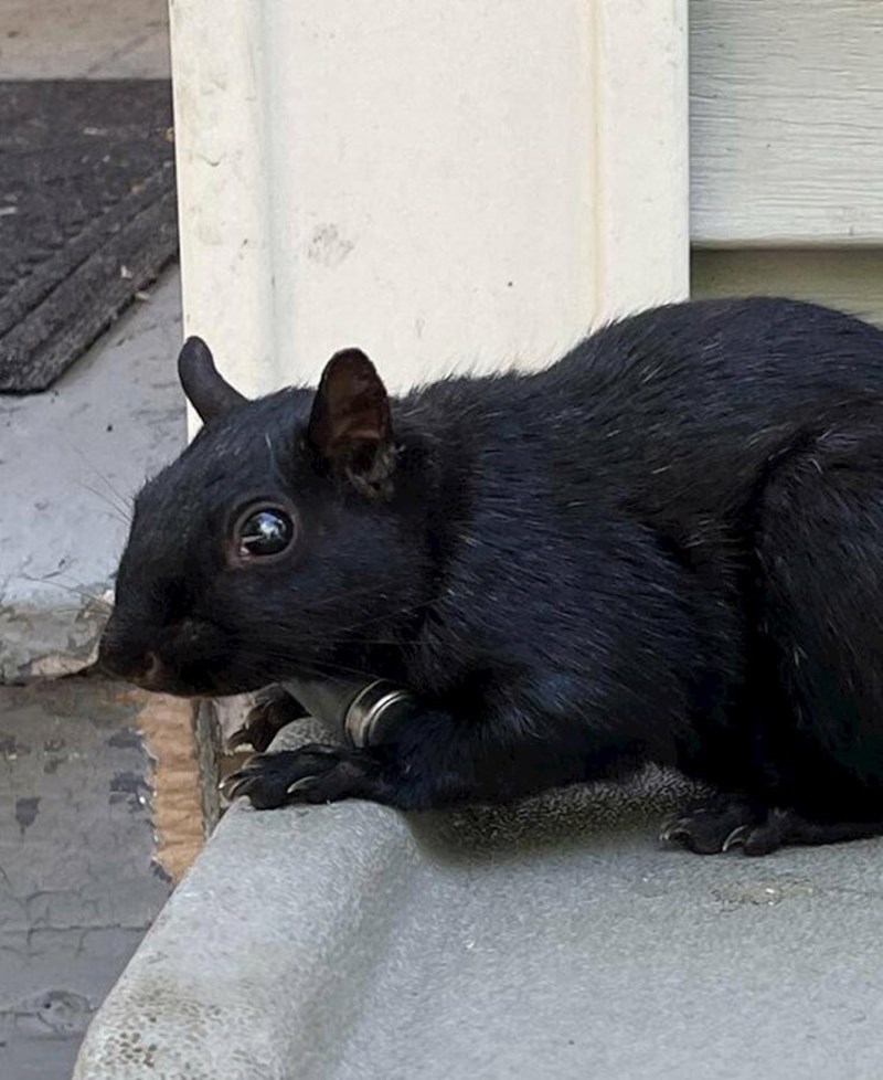 13. Vjeverica koju sam danas uočio ima nešto čudno oko vrata