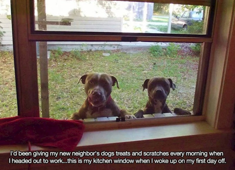 14. Svaki dan dok odlazim na posao dam poslasticu susjedovim psima i počeškam ih. Danas mi je prvi slobodan dan i ovaj me prizor dočekao na kuhinjskom prozoru.