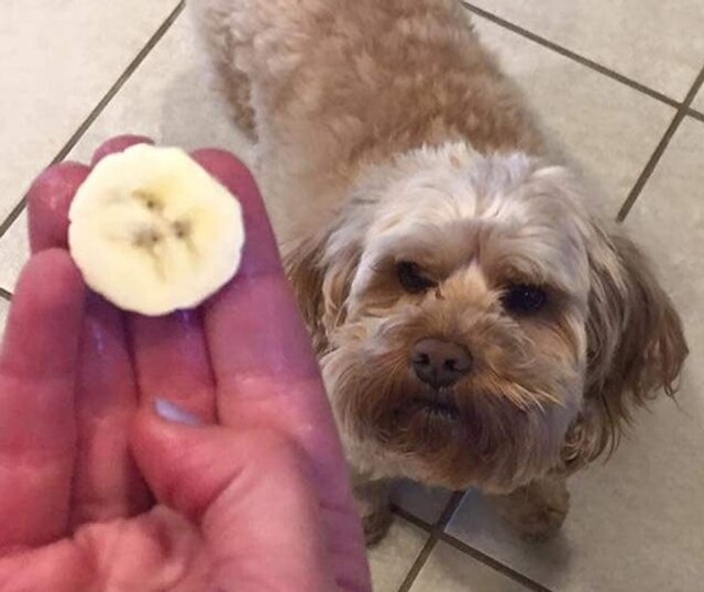 5. Pronašli smo sliku svoga psa na banani
