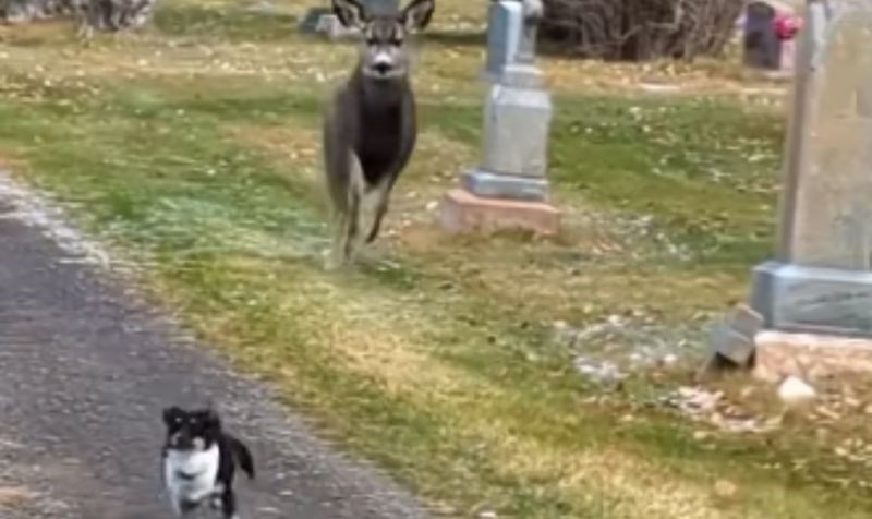Mali pas je počeo naganjati srne, snimka urnebesnog raspleta situacije nasmijala je cijeli internet