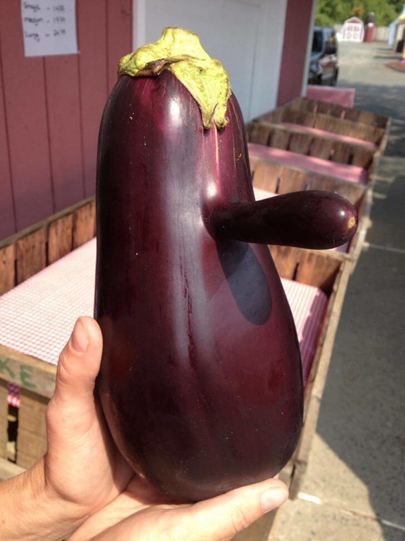 8. Nosati patlidžan