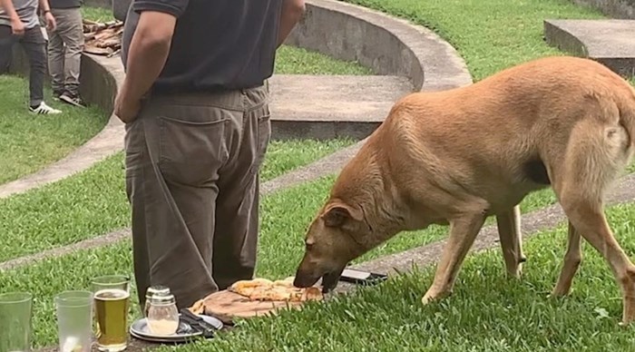 Lukavi pas prišuljao se čovjeku iza leđa i ukrao mu hranu, snimka je urnebesna