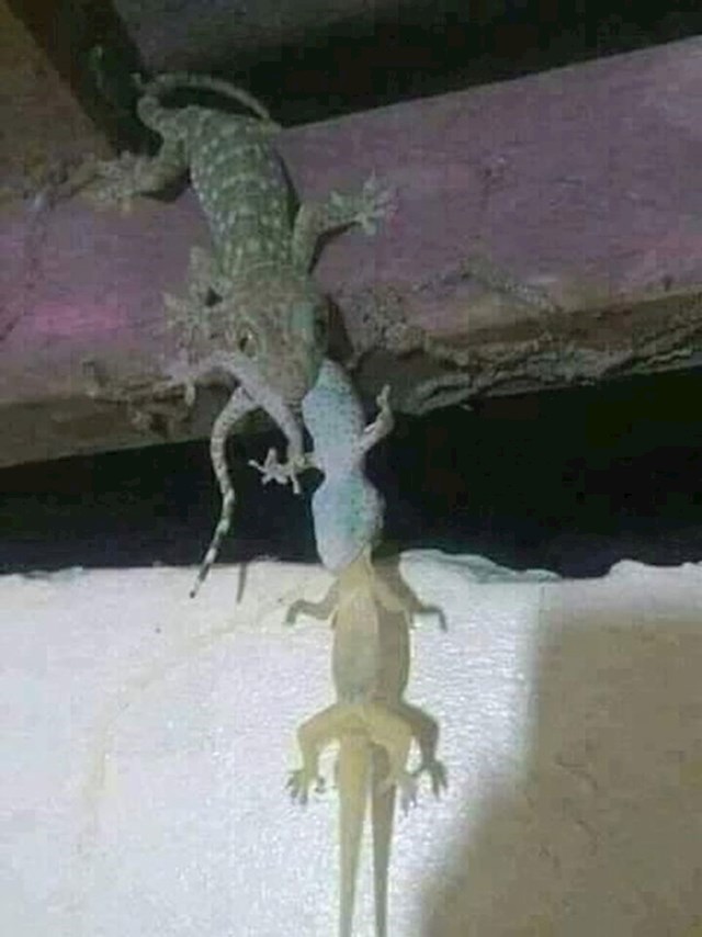 Netko je slučajno naišao na guštera koji jede guštera koji jede guštera... Bio je to jeziv prizor.