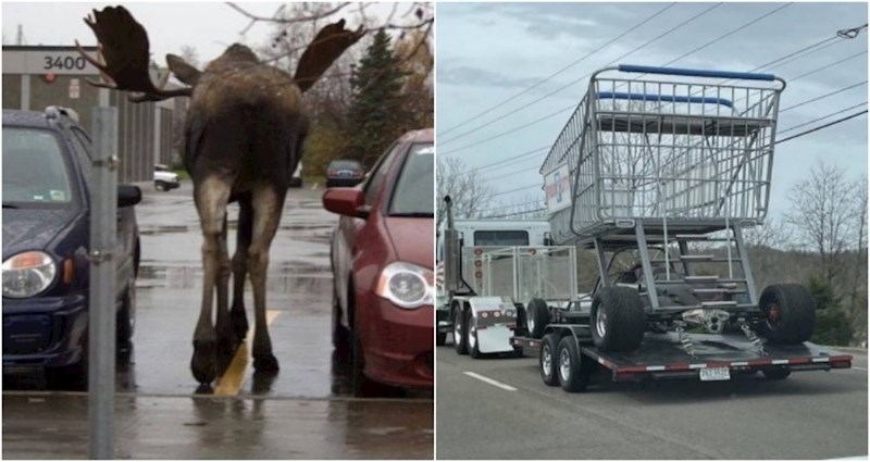 Dobrodošli su svijet divova! 19 golemih bića i stvari koje će vas ostaviti bez teksta