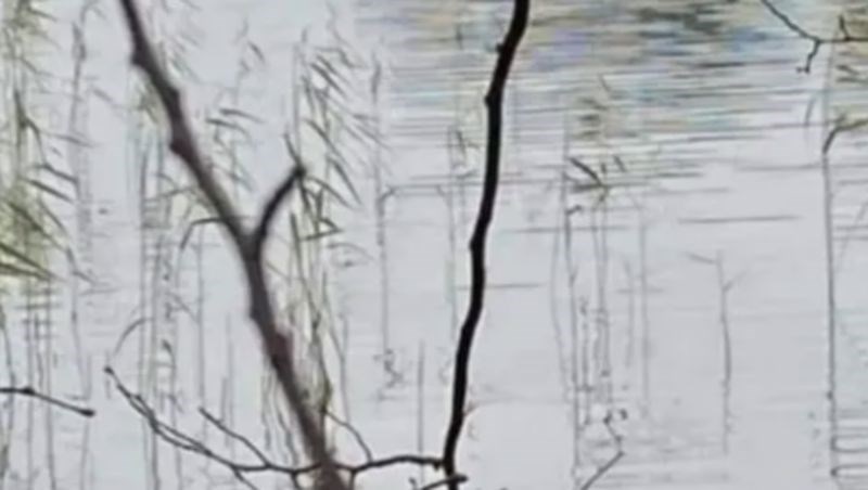 Netko je u Dunavu snimio urnebesan prizor, fotka je brzinom munje postala hit u cijeloj regiji