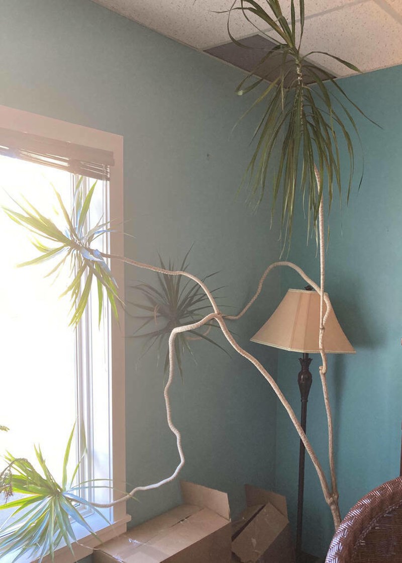 11. Stablo koje se naginje prema prozoru