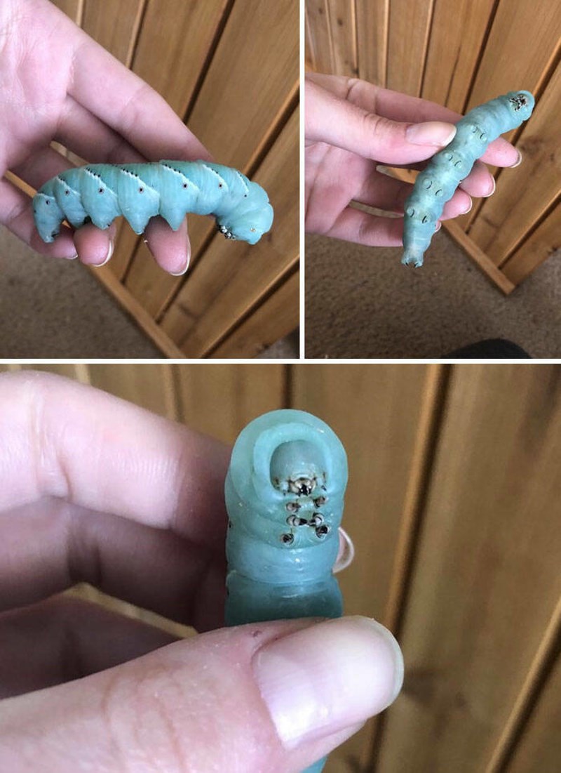 10. Velika i neobična gusjenica