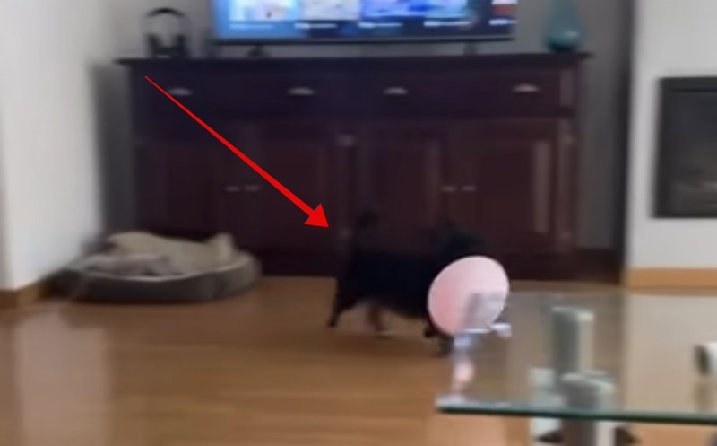 Mali pas htio je donijeti balon na kauč, urnebesna snimka raspleta situacije nasmijala je internet