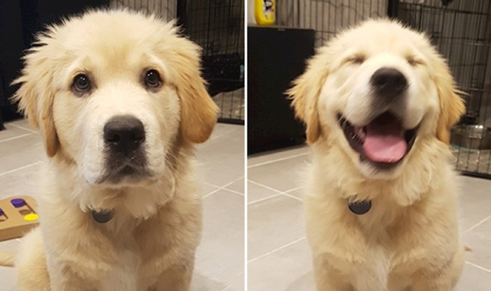 Vlasnici dijele fotke svojih pasa prije i nakon što su im tepali, rastopit ćete se gledajući ih