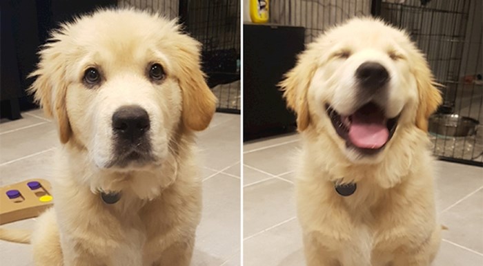 Vlasnici dijele fotke svojih pasa prije i nakon što su im tepali, rastopit ćete se gledajući ih