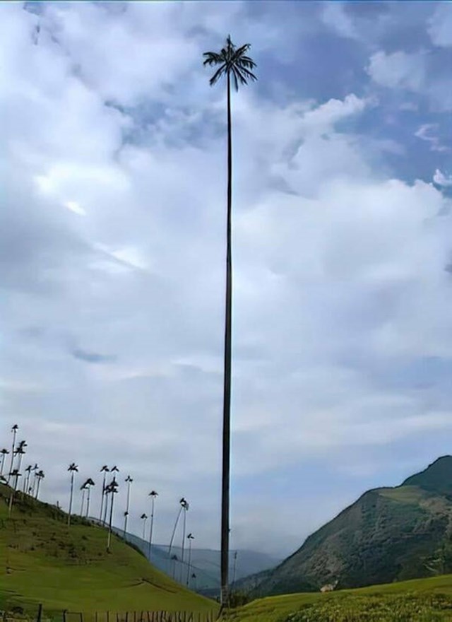3. Najviša palma na svijetu nalazi se u Kolumbiji - visoka je preko 60 metara!