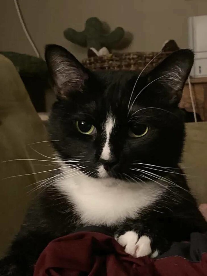 4. Moja maca ima samo jednu obrvu