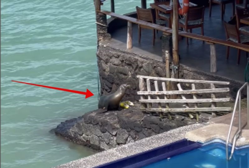 Snimka morskog lava u beach baru obišla je cijeli svijet, morate vidjeti što je na kraju izveo