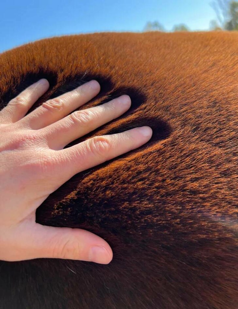 9. Dlaka ovoga konja je naprosto wow!