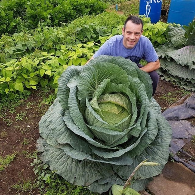 10. Ovaj divovski kupus bio je težak 30 kg i nahranio je 120 beskućnika.