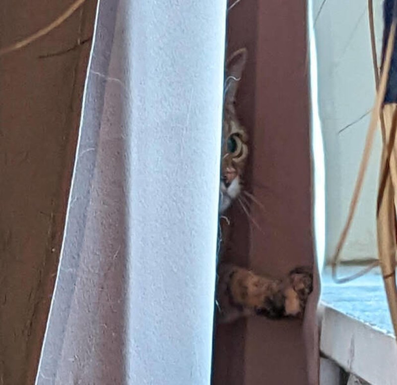 Skriva se iza zastora dok vreba ptice