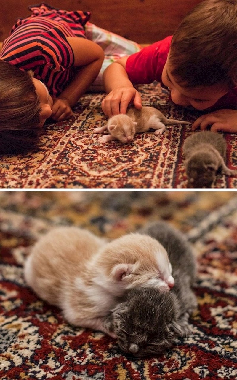 7. Pronašli su male mace ispred kuće